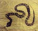 mixsnakegoldsnake1_900
