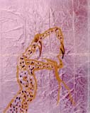 mixsnakepinksnakehead
